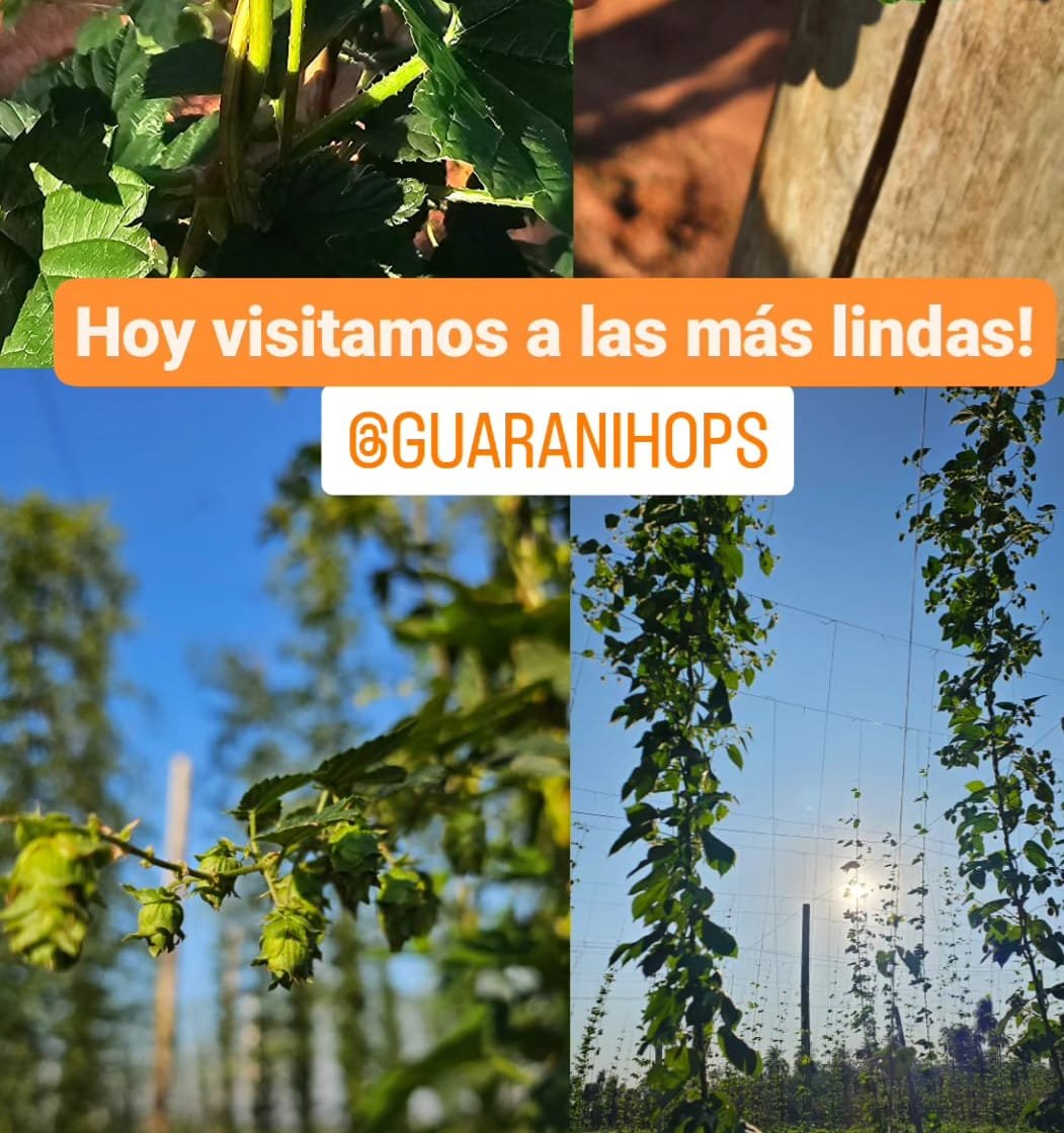 Visita a Guarani Hops