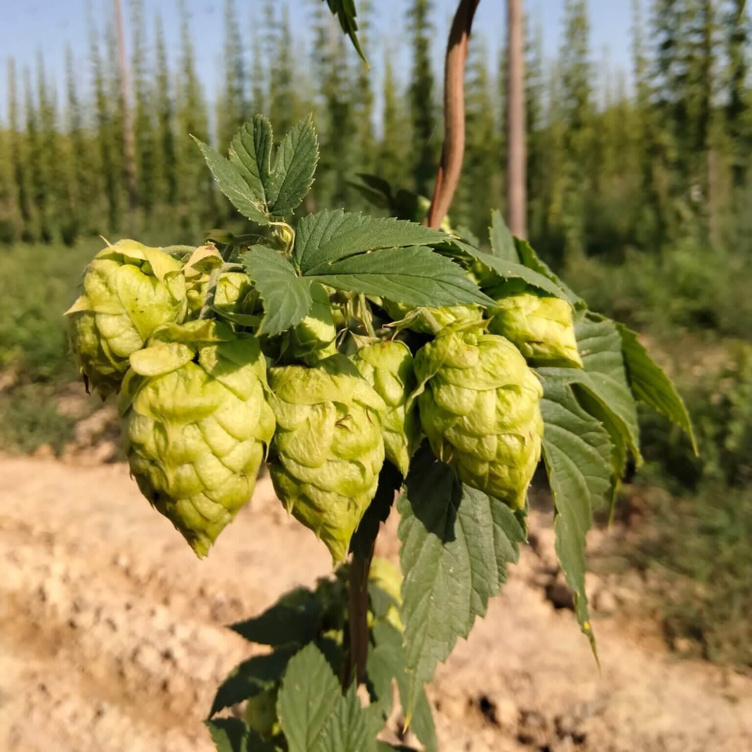 Lúpulos